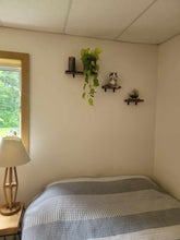 Load image into Gallery viewer, Set of 3 live-edge black walnut wall shelves